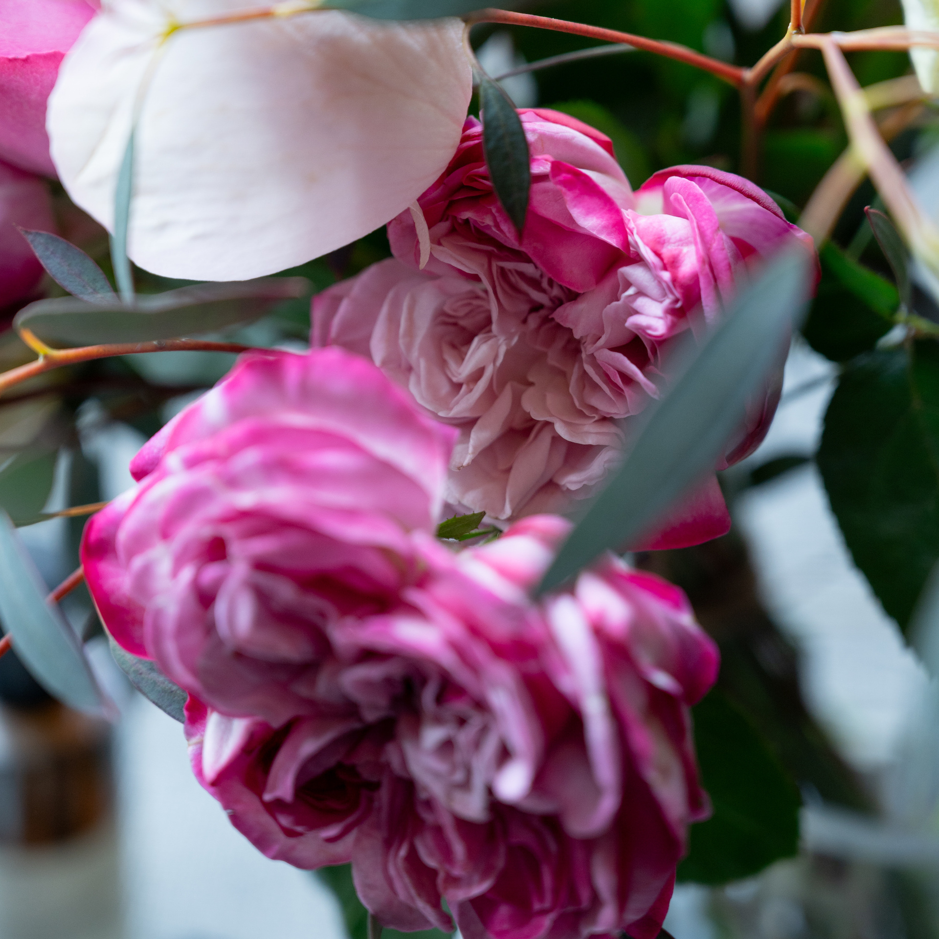 【母の日ギフト2026】フレグランスローズ-Mother's Gift Bouquet-