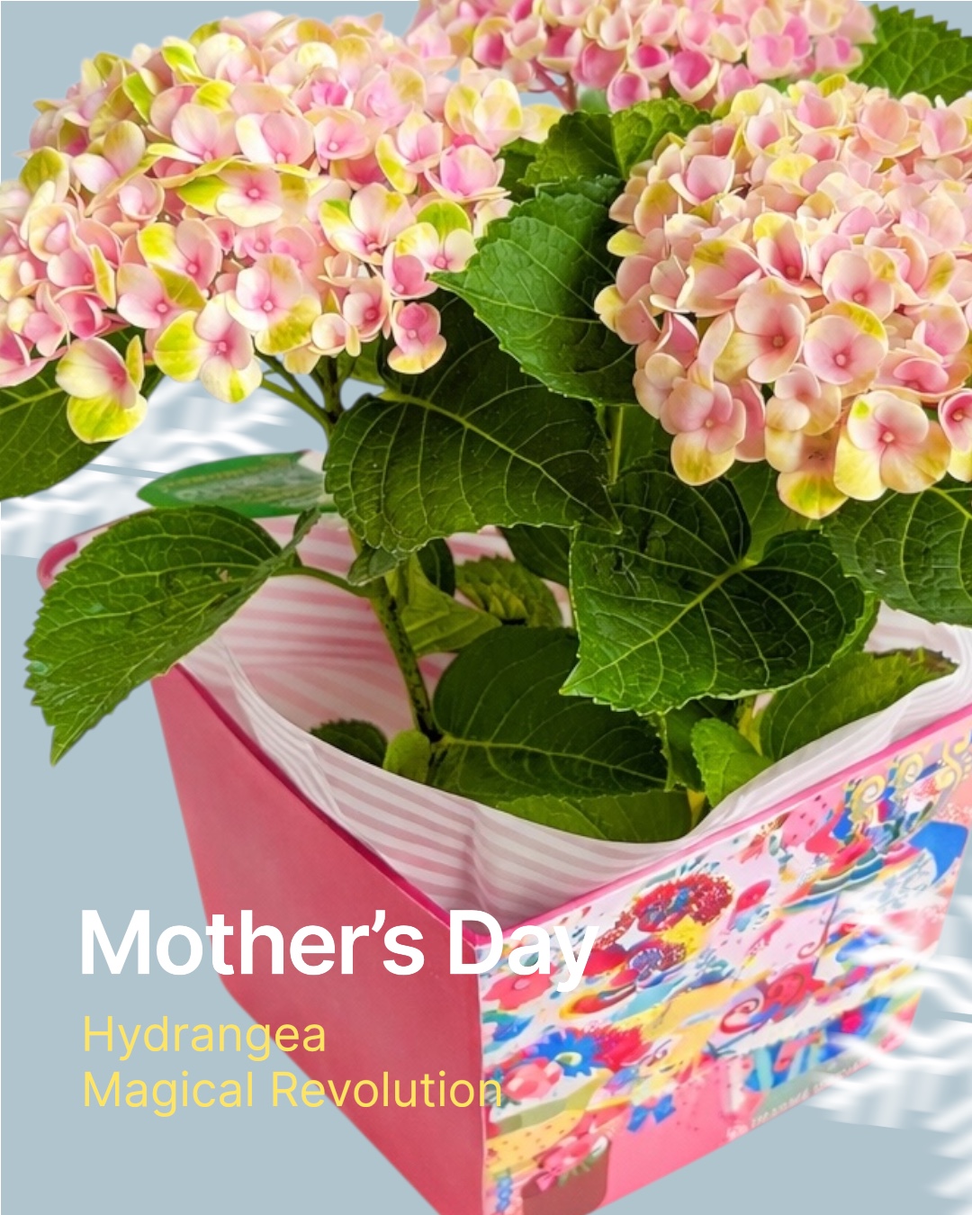 【Mother's DAY】選べる母の日限定生花＆オリジナルバスボム9個入り