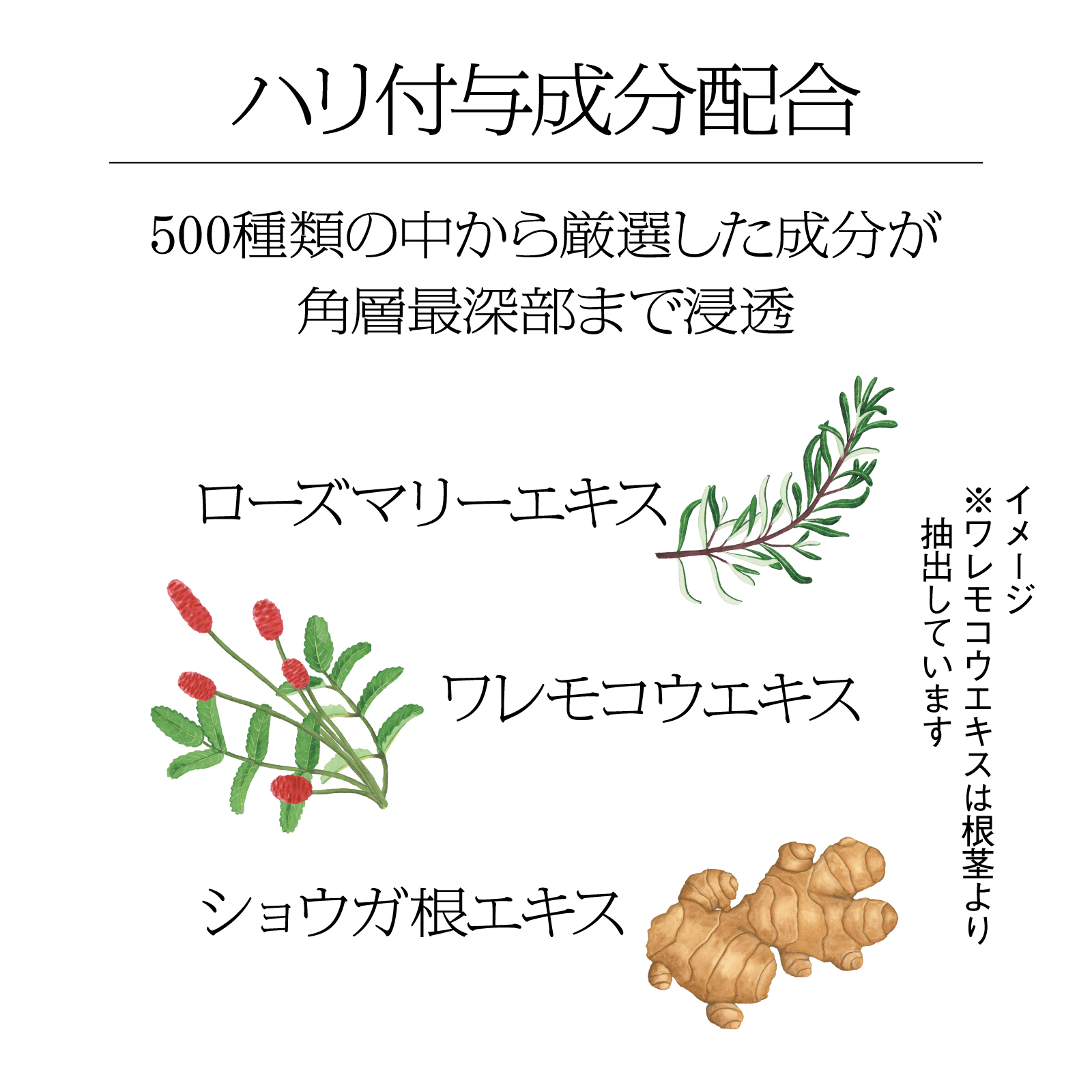 母の日ギフトに！ティーカッププードルのインテリアと美容液のセット