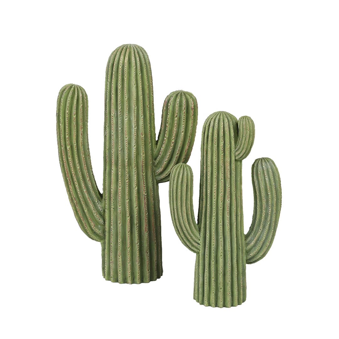 CACTUS D