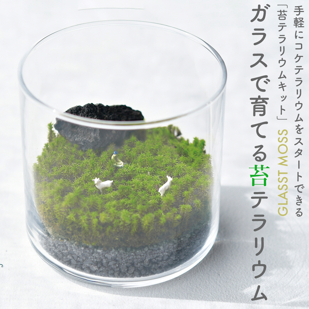 GLASST MOSS (グラストモス) ガラスで育てる苔テラリウム