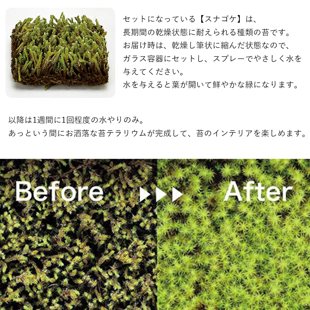 GLASST MOSS (グラストモス) ガラスで育てる苔テラリウム