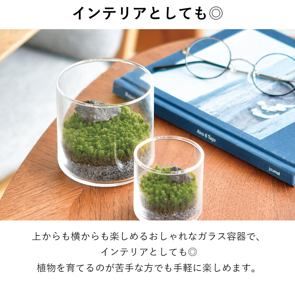 GLASST MOSS (グラストモス) ガラスで育てる苔テラリウム