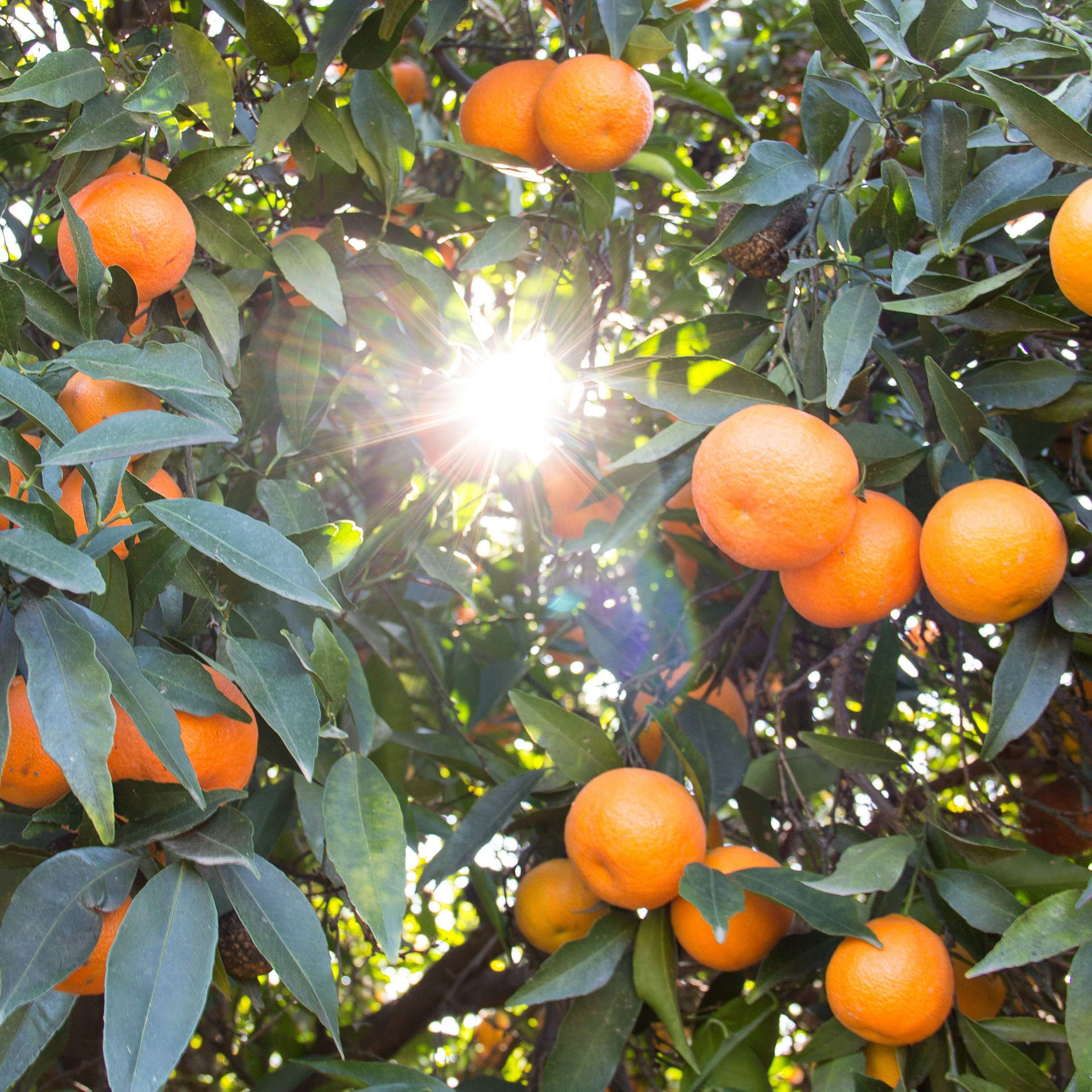 ディープモイスチャー　クリーム　80g