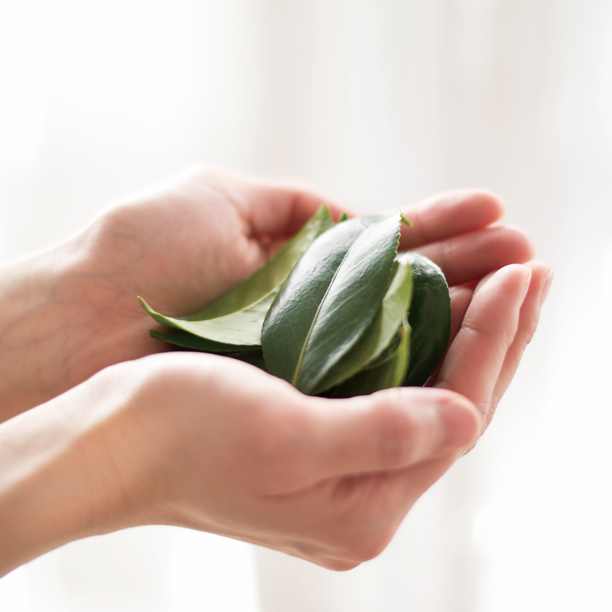 椿茶　ミニパック　ノベルティセットスタンダード