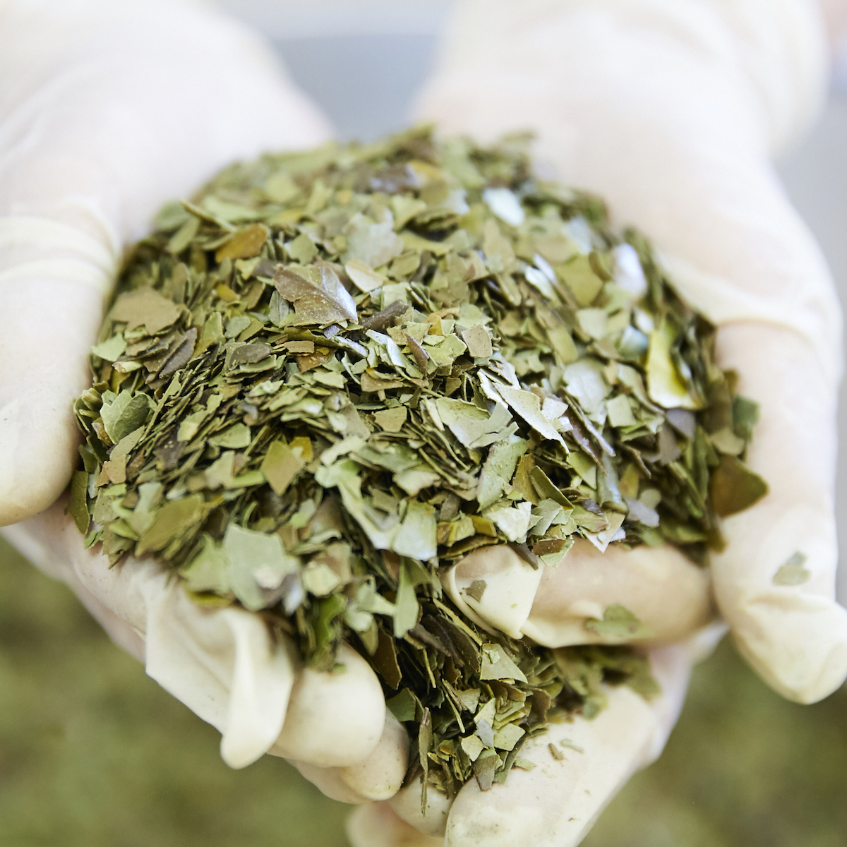 椿茶　茶筒ギフト