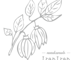 イランイラン の画像