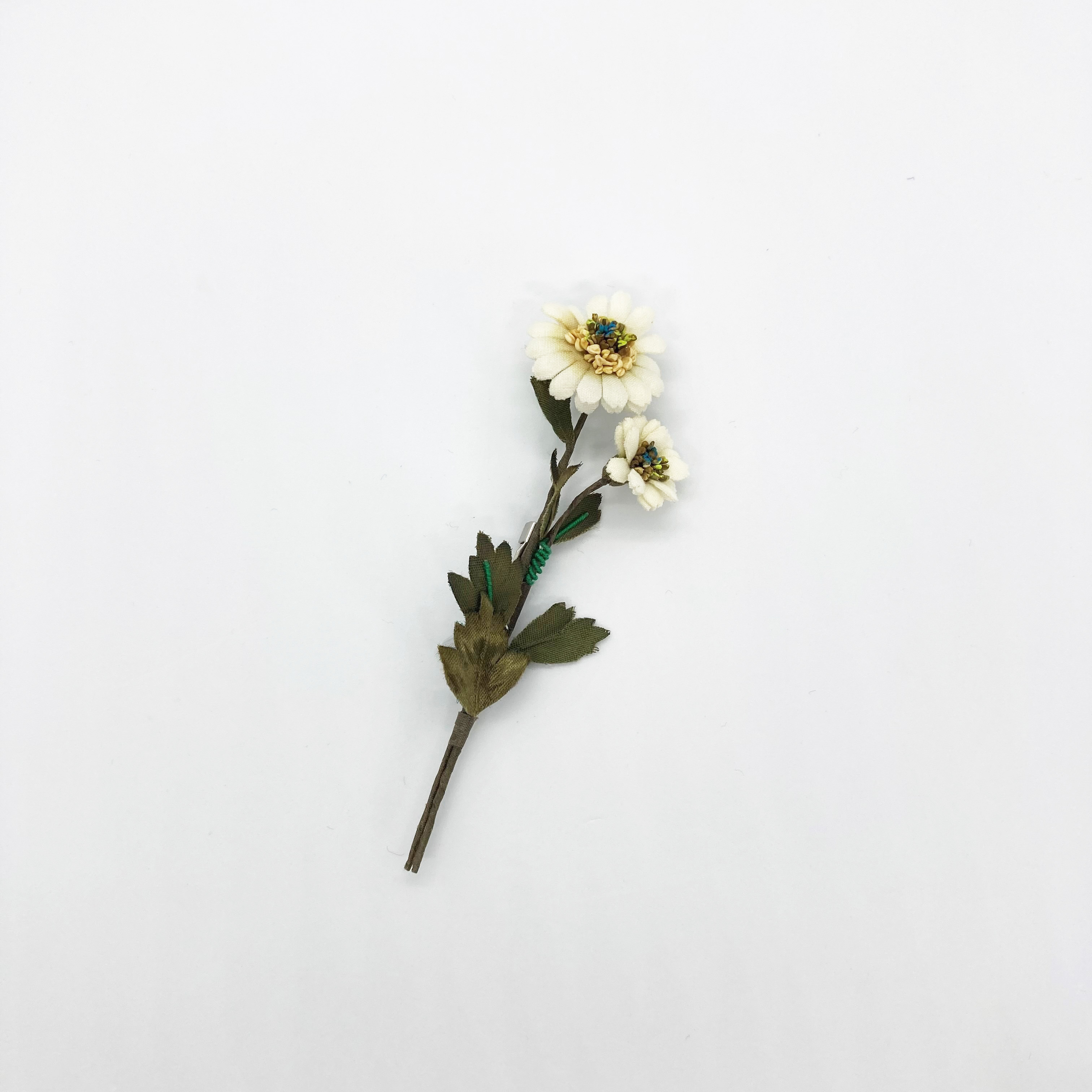 小菊 の画像